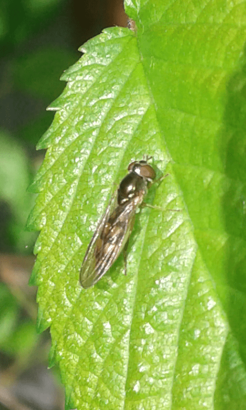 Syrphidae : Melanostoma sp.? S, femmina